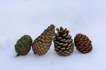 Pine and sequoia cones on the snow