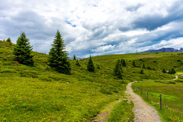 Fototapeta premium Alpe di Siusi, Seiser Alm with Sassolungo Langkofel Dolomite, a trekking walking winding path in a lush green field