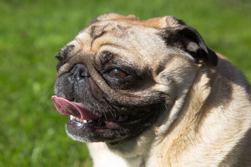 pug dog in hot summer day