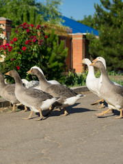 a flock of geese grazing on a rural street, casting shadows on the asphalt.