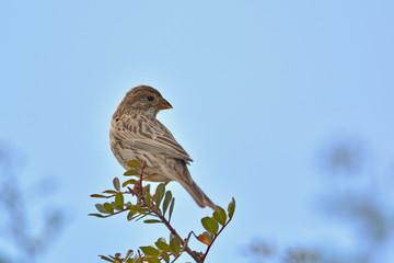 Corn Bunting - Miliaria calandra, Crete, Greece 
