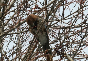 Jay sitting on a tree