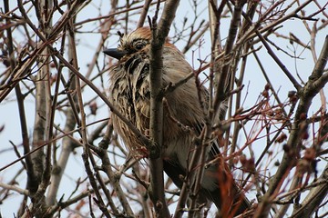 Jay bird sitting on tree branch in winter season