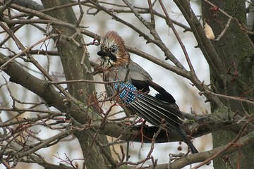 Jay sitting on tree branch in winter season