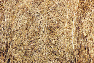 Dry yellow hay, straw or grass, background texture