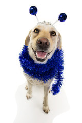 FUNNY DOG PARTY. BIRTHDAY, CARNIVAL,  OR NEW YEAR. LABRADOR RETRIEVER WITH A HEADBAND O DIADEM WITH...