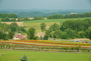 Naklejka premium Many flower blossom in Zerubu no Oka