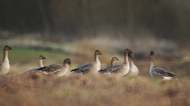 Bean goose (Anser fabilis) breeding in the field Northern Europe