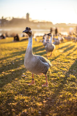 Gans in Heidelberg