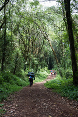 Unrecognisable male porters carry loads of up to 30kg on their backs and heads up through the rainforest shade on a hot and humid sunny day on the Machame hiking route of Mount Kilimanjaro, Tanzania.