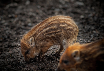 young little wildhog baby