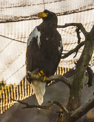 eagle zoo park
