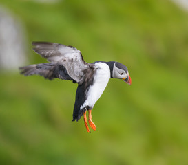 Common Puffin, atlantic puffin, Scientific name: Fratercula arctica landing on the cliff. Green background.