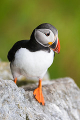Portrait Puffin, atlantic puffin, Scientific name: Fratercula arctica sitting on the cliff.