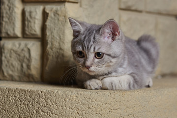The portrait of grey little scottish straight kitten against masonry wall.
