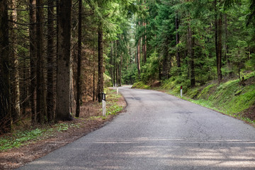 Fototapeta premium Turn of the asphalt road leading through thick Italian forest with high pine and fir trees, amazind outdoor landscape