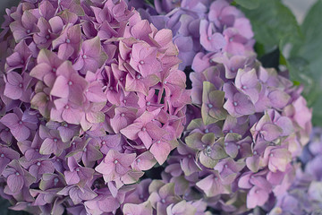 tender pink hydrangea. Flowers composition