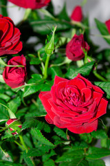 Bouquet of red roses on white background. Flowers. Background for congratulations girl, colleague, mother, grandmother