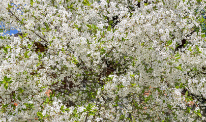 Blossoming plum tree