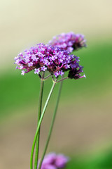 Perennial Verbena bonariensis flower.