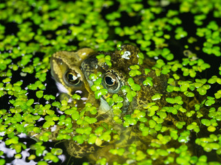 Two Common Frogs Mating at Night