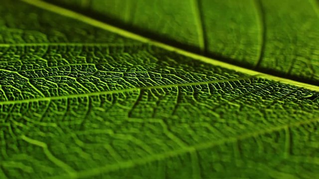 Rotating leaf feather and flower on turntable with dark black background an shallow field of depth