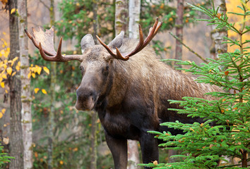 Male Bull Moose with Big Antlers, Standing in a Forest.  Alaska, USA