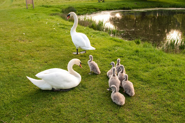 Pair of swans with babies, Home Park, Hampton Wick, Surrey, England, UK