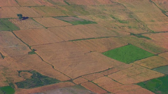 Aerial close up of farm land, A green farm between the yellow farms, A single tree in the farms