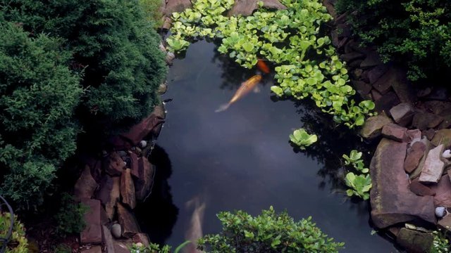Time lapse and time-exposure of a freshwater pond.  Koi streak around. The sky and clouds are reflected in the pond.