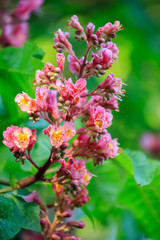 Chestnut flowers on a green branch. Pink flowers in a park in springtime. Nature wallpaper blurry background. Game of color. Image soft focus..
