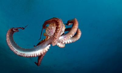 Amazing underwater world - Octopus cyanea - Day octopus. Diving in Bali.