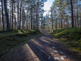 Obraz premium sunny winter forest with snow leftovers and green foliage