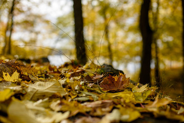 dry tree leaves background texture on the ground