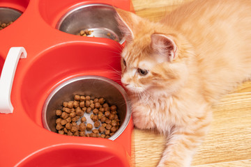 Fototapeta na wymiar Maine Coon lies next to a bowl of dry cat food. Cat color: red spotted tabby d 24
