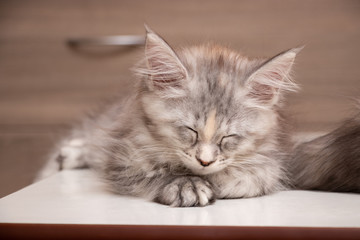 Obraz premium Beautiful kitten Maine Coon sleeping on the table. Cat color: black tortie silver spotted tabby fs 24