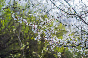 Early Spring  Flowers on a Tree
