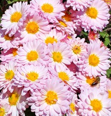 pink chrysanthemums