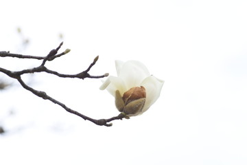 "Yulan magnolia" blossom fragrance is very elegant.