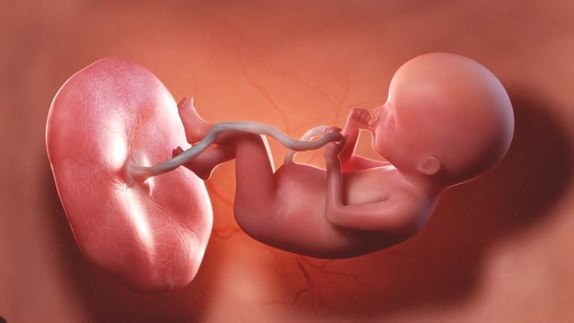 20 week old fetus