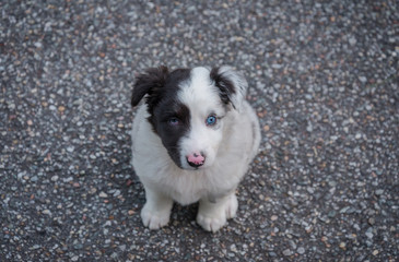 Border collie puppy  portrait with a funny face expression  