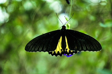 Black butterfly © annaszella