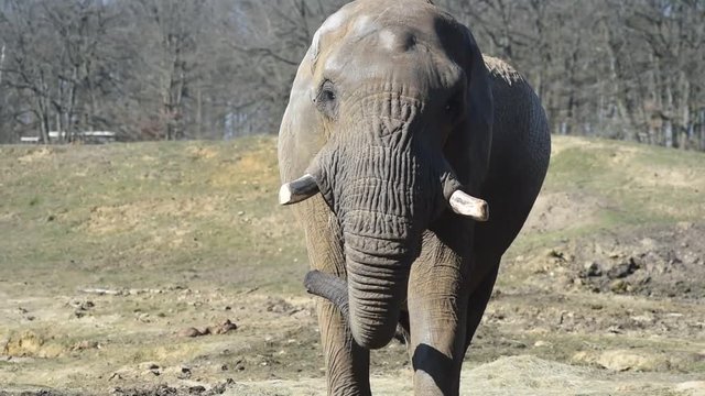 &eacute;l&eacute;phant d'afrique