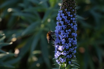 Bourdon echium