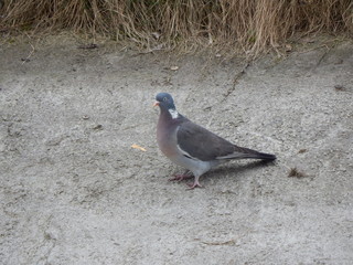 Wood pigeon on coast (Minsk, Belarus)