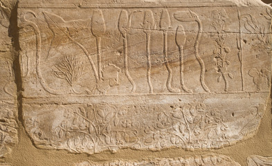 Wall with carved pictorial catalog of the exotic animals and plants  from Asia in Temple of Karnak, Luxor, Egypt,