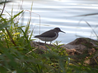 Common sandpiper near the water (Minsk, Belarus)