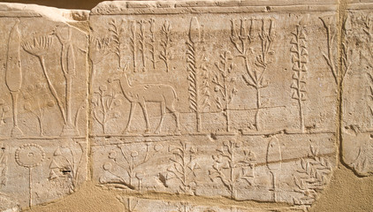 Wall with carved pictorial catalog of the exotic animals and plants  from Asia in Temple of Karnak,...