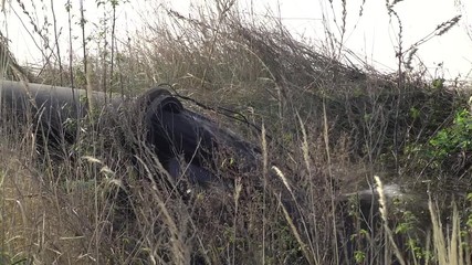 Pipeline for delivery of sapropel in the form of pulp to the shore to the place of dehydration and storage. Place alluvium sapropel in open warehouses. Dirty water flows from a large pipe.
