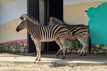 zebra in the zoo